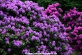 Rhododendron 31517.jpg