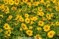 Sonnenblumen 29914-15.jpg