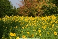Sonnenblumen 29914-16.jpg