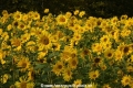 Sonnenblumen 29914-06.jpg