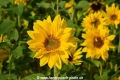 Sonnenblumen 29914-09.jpg