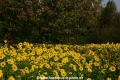Sonnenblumen 29914-12.jpg