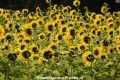 Sonnenblumen 29914-07.jpg