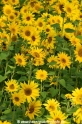 Sonnenblumen 29914-14.jpg