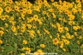 Sonnenblumen 29914-01.jpg
