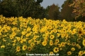 Sonnenblumen 29914-04.jpg