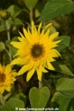 Sonnenblumen 29914-03.jpg