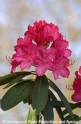 Rhododendron Blueten.jpg