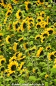 Sonnenblumen 29914-11.jpg
