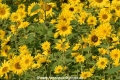 Sonnenblumen 29914-08.jpg