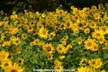 Sonnenblumen 29914-10.jpg