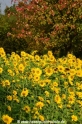 Sonnenblumen 29914-19.jpg