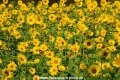 Sonnenblumen 29914-13.jpg