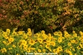 Sonnenblumen 29914-18.jpg