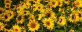 Sonnenblumen 29914-02.jpg
