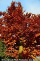 Herbstbaum-braun 151112-01.jpg