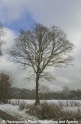 Baum mit Schnee-01.jpg