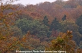 Herbstwald 271004-2.jpg