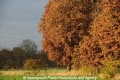 Herbstimpression-Land 151112-04.jpg