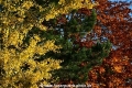 Herbstblaetter 131117-03.jpg