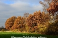 Herbstimpression-Land 151112-03.jpg