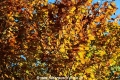 Herbstblaetter 131117-05.jpg