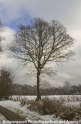 Baum im Schnee-03.jpg