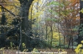 Herbstimpression 141112-01.jpg