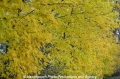 Herbstblaetter-gelb 141112.jpg