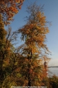 Herbstlicher Baum 291008.jpg