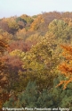 Herbstwald 61103-2.jpg