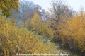 Herbstimpression 121112-10.jpg