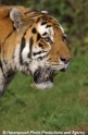 Tiger 903-2.jpg