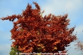 Herbstbaum-braun 151112-02.jpg