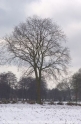 Baum im Schnee-01.jpg