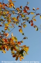 Herbstblaetter 291008.jpg