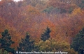 Herbstwald 271004-1.jpg