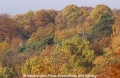 Herbstwald 61103-1.jpg