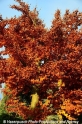 Herbstbaum-braun 151112-03.jpg