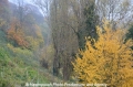 Herbstimpression 121112-11.jpg