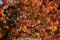 Herbstblaetter 131117-02.jpg
