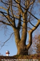 Baum 29304.jpg