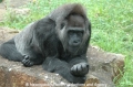 Gorilla 100807-02.jpg