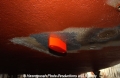 Anode 041002-16.jpg