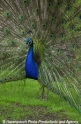 Pfau-1.jpg