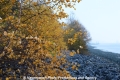 Herbstimpression 121112-03.jpg