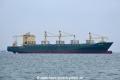 Cape Male OS-141016-13.jpg