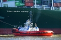 SD Dolphin 120314-05.jpg