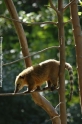 Lemuren 905-06.jpg