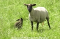 Schafe-Geburt 7600-09.jpg